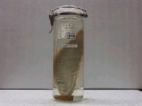 藏品(短舌鰨)的圖片